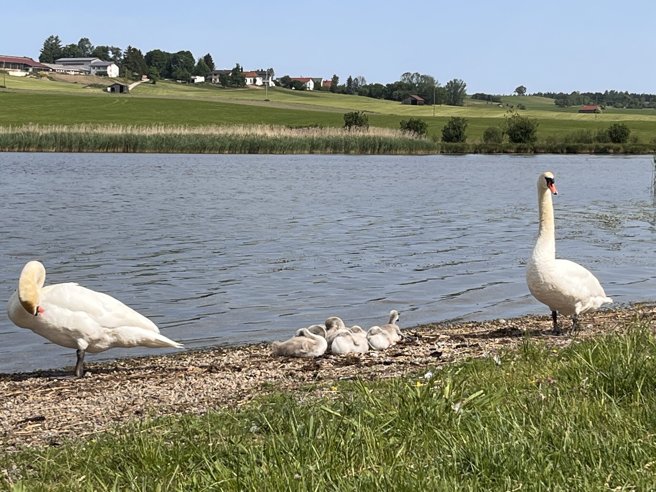 Mizu und Reiki am Wasser